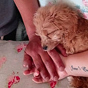 Lola is registered to the contest to win money with this photo: animal, bedspread, close_up, cozy, curly_fur, cute, dog, domestic, floral, hands, human_hand, indoor, napping, pet, puppy, relaxation, rest, skin, sleeping, tattoo