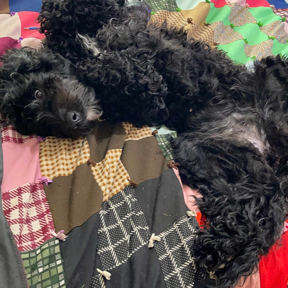 Denali is registered to the contest to win money with this photo: black, canidae, carnivore, companion_dog, dog, dog_breed, dog_supply, event, fashion_accessory, fur, linens, mammal, pattern, plaid, sleeve, sporting_group, tartan, textile, vertebrate, water_dog