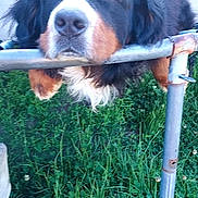 Uini a rejoint le concours — aidez-le/la à gagner de superbes lots ! dog, bernese_mountain_dog, pet, animal, outdoor, grass, fence, metal_rail, fur, cute, resting, waiting, sunlight, nature, garden, closeup, portrait, mammal, canine, fluffy