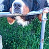 dog, bernese_mountain_dog, pet, animal, outdoor, grass, fence, metal_rail, fur, cute, resting, waiting, sunlight, nature, garden, closeup, portrait, mammal, canine, fluffy