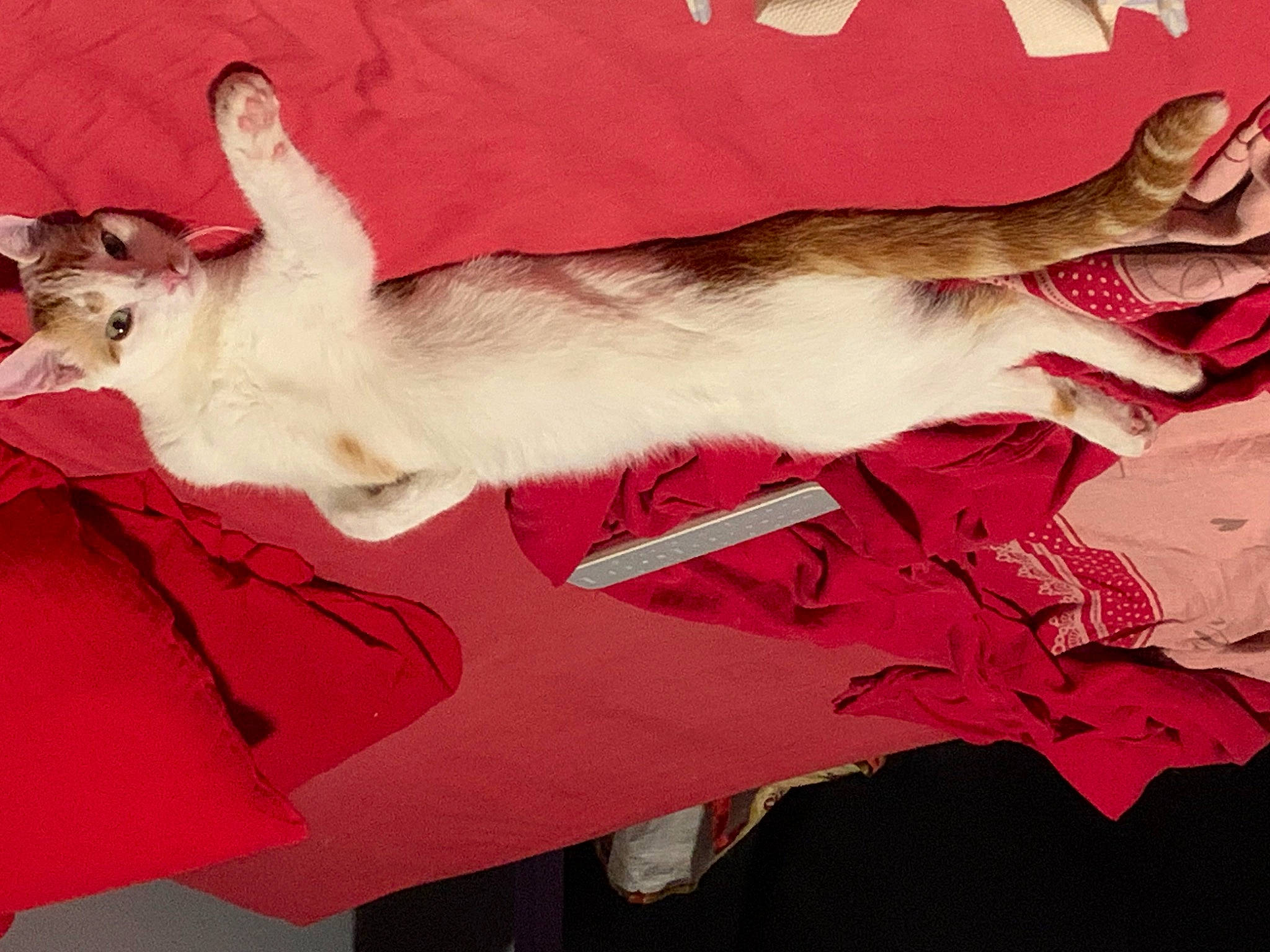 Tazz a rejoint le concours — aidez-le/la à gagner de superbes lots ! art, canidae, carnivore, cat, comfort, companion_dog, dog_breed, fawn, felidae, flesh, foot, fur, human_leg, lap, linens, nap, paw, small_to_medium_sized_cats, tail, whiskers