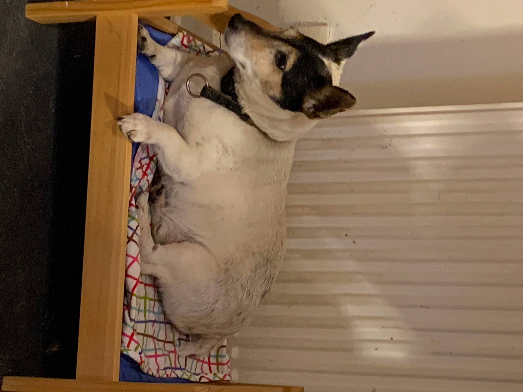 Guss participe au concours pour gagner de l'argent avec cette photo : canidae, carnivore, cat, collar, companion_dog, dog, dog_breed, fawn, felidae, flooring, fur, hardwood, paw, small_to_medium_sized_cats, sporting_group, tail, toy_dog, whiskers, wood, working_animal