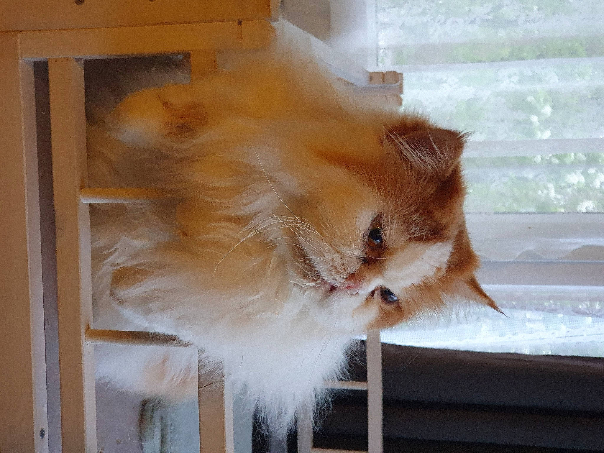 Tito a rejoint le concours — aidez-le/la à gagner de superbes lots ! carnivore, cat, chair, fawn, felidae, flooring, fur, hardwood, natural_material, room, small_to_medium_sized_cats, snout, tail, whiskers, window, wood