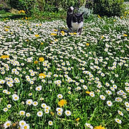 Gas-Oil a rejoint le concours — aidez-le/la à gagner de superbes lots ! cat, black_and_white_cat, daisies, dandelions, flowers, greenery, garden, outdoor, nature, sunlight, spring, plants, bushes, trees, grass, daylight, pets, walking, flora, field