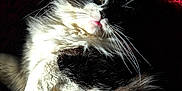 Gas-Oil a rejoint le concours — aidez-le/la à gagner de superbes lots ! cat, fluffy, black_and_white, whiskers, tongue, fur, pet, animal, portrait, close_up, indoor, resting, moody_lighting, shadow, texture, red_background, cute, soft, relaxed, feline