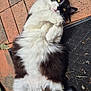 Gas-Oil a rejoint le concours — aidez-le/la à gagner de superbes lots ! cat, fluffy, black_and_white, lying_down, brick_floor, mat, yellow_eyes, outdoor, pet, whiskers, playful, curious, fur, paws, relaxed, animal, close_up, domestic_cat, cute, resting