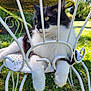 Gas-Oil participe au concours pour gagner de l'argent avec cette photo : cat, black_and_white, fluffy, metal_chair, outdoor, garden, grass, sunlight, white_flowers, paws, relaxed, feline, nature, daylight, pet, animal, whiskers, seat, resting, greenery