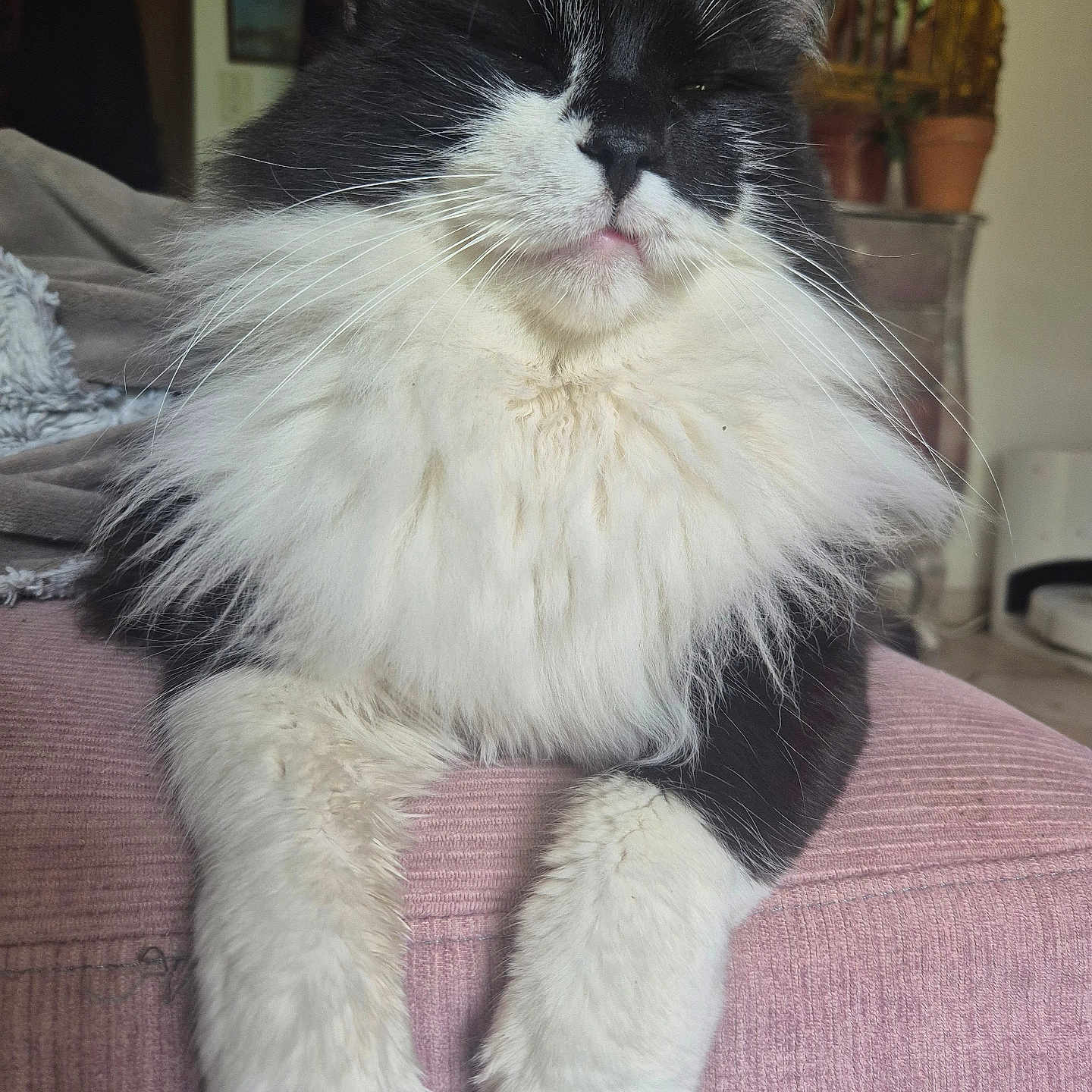 Gas-Oil a rejoint le concours — aidez-le/la à gagner de superbes lots ! black_and_white, cat, close_up, comfortable, cozy, cute, feline, fluffy, fur, home, indoor, paws, pet, picture_frame, plant, portrait, relaxed, resting, sofa, whiskers