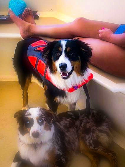 Zooma joined the competition — help win amazing prizes! australian_collie, australian_shepherd, bernese_mountain_dog, border_collie, canidae, carnivore, companion_dog, dog, dog_breed, english_shepherd, herding_dog, mammal, miniature_australian_shepherd, puppy, rare_breed_dog, snout, sporting_group, vertebrate, welsh_sheepdog, working_dog