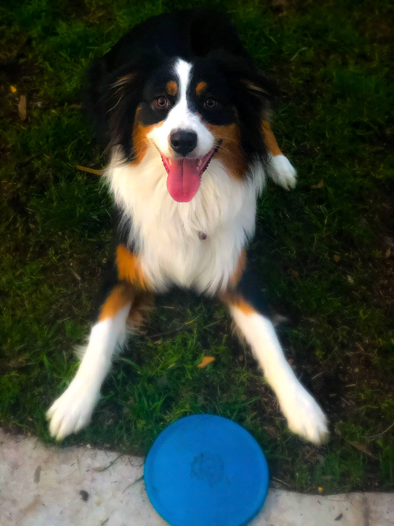 Zooma is registered to the contest to win money with this photo: australian_collie, australian_shepherd, bernese_mountain_dog, canidae, carnivore, companion_dog, dog, dog_breed, english_shepherd, mammal, miniature_australian_shepherd, rare_breed_dog, sporting_group, vertebrate, welsh_sheepdog, working_dog