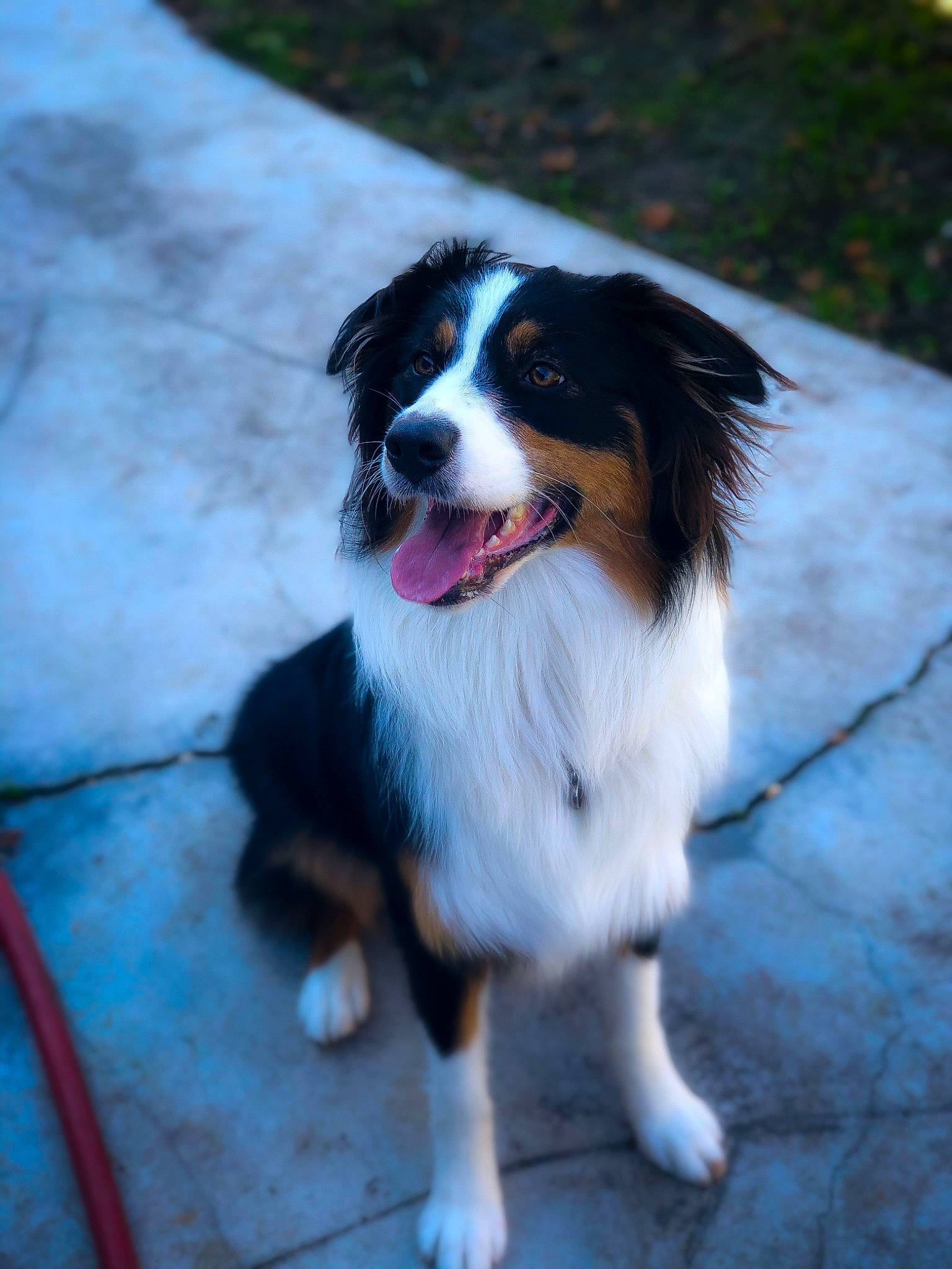 Zooma joined the competition — help win amazing prizes! australian_collie, australian_shepherd, bernese_mountain_dog, border_collie, canidae, carnivore, companion_dog, dog, dog_breed, english_shepherd, herding_dog, mammal, miniature_australian_shepherd, rare_breed_dog, snout, sporting_group, vertebrate, welsh_sheepdog, working_dog