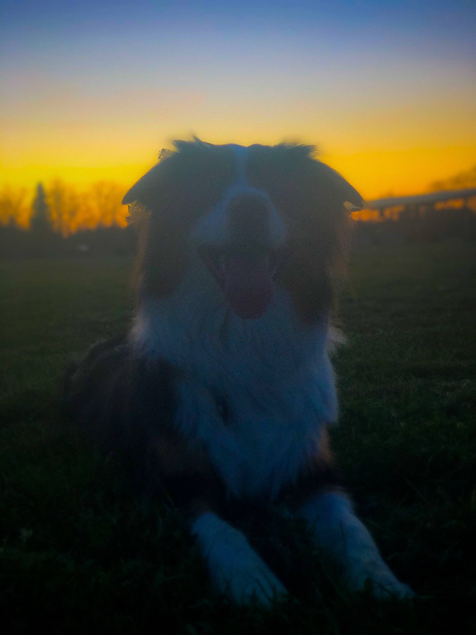 Zooma joined the competition — help win amazing prizes! atmosphere, atmospheric_phenomenon, backlighting, cloud, evening, meteorological_phenomenon, morning, mountain, photography, sky, snout, sunlight, sunrise, sunset, wildlife