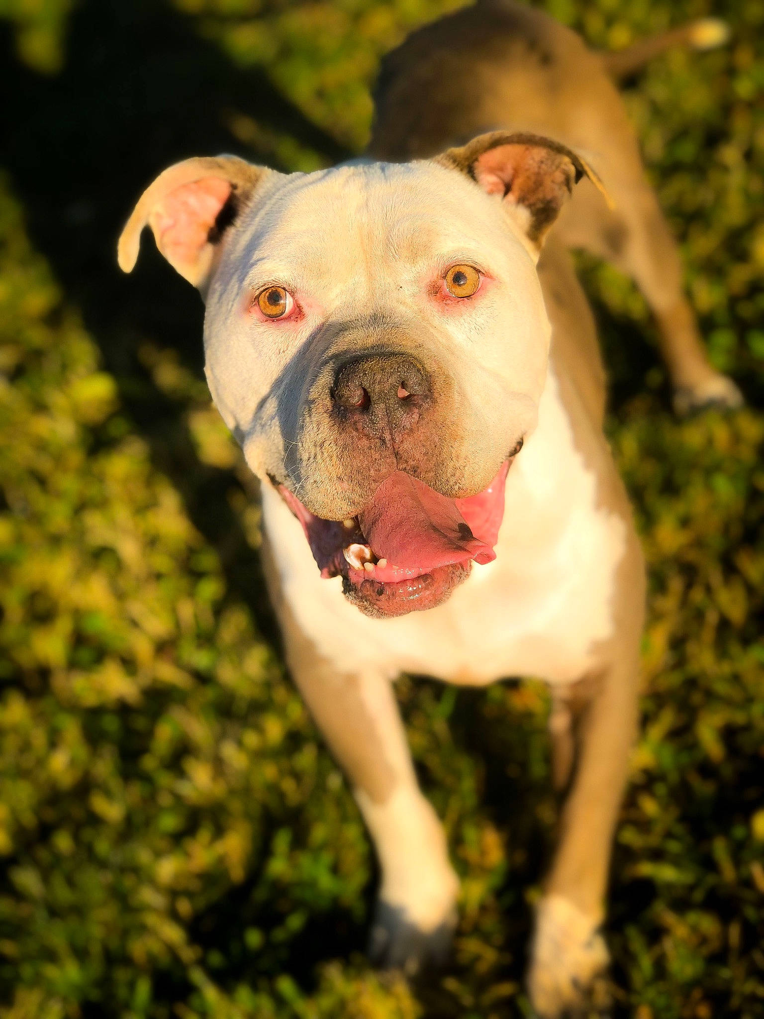 Achilles joined the competition — help win amazing prizes! american_bulldog, australian_bulldog, bulldog, canidae, carnivore, cordoba_fighting_dog, dog, dog_breed, dorset_olde_tyme_bulldogge, grass, mammal, non_sporting_group, nose, olde_english_bulldogge, rare_breed_dog, snout, toy_bulldog, valley_bulldog, vertebrate, white_english_bulldog