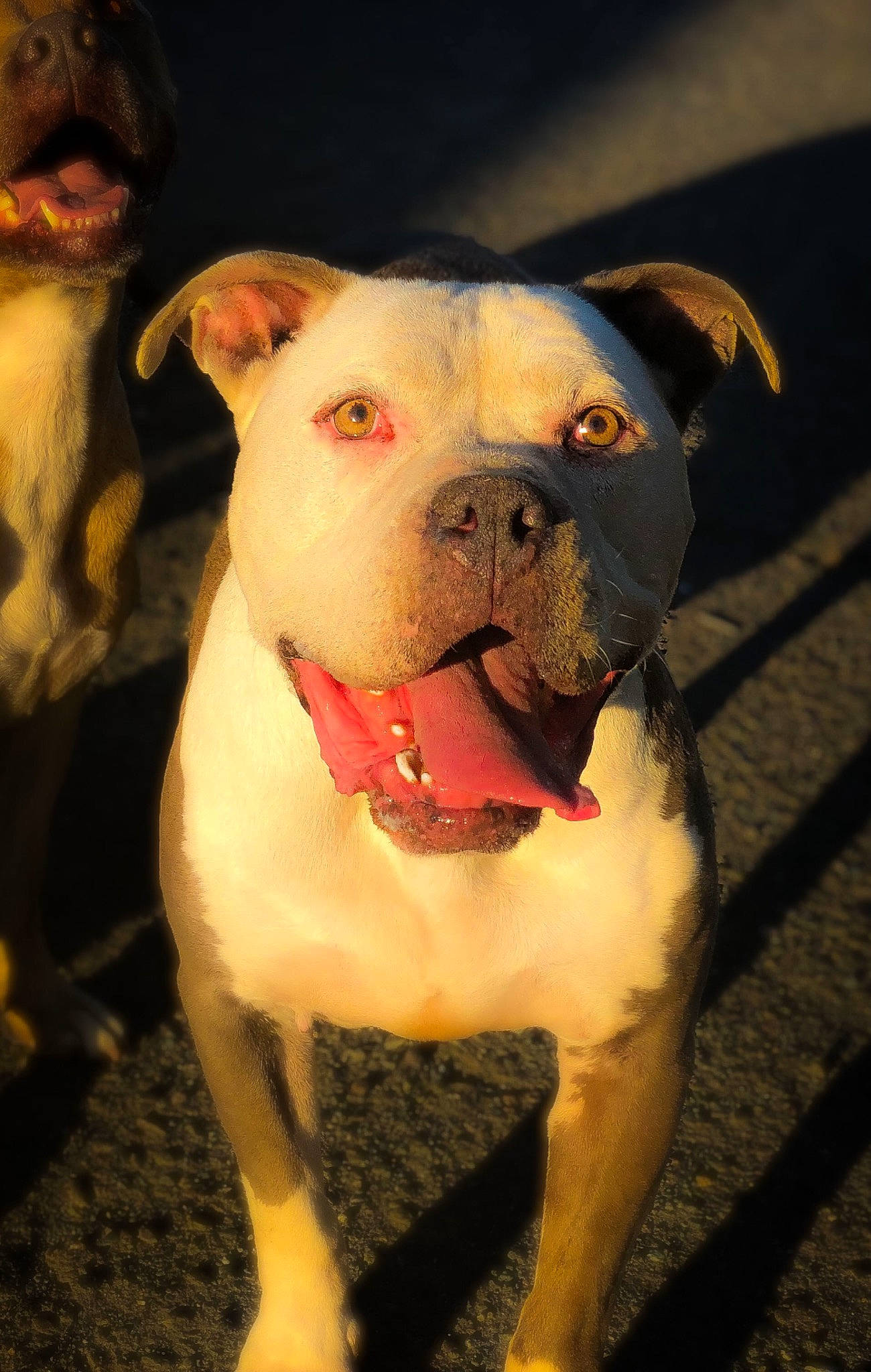 Achilles joined the competition — help win amazing prizes! american_bulldog, american_pit_bull_terrier, bull_and_terrier, bulldog, canidae, carnivore, cordoba_fighting_dog, dog, dog_breed, dorset_olde_tyme_bulldogge, fawn, mammal, non_sporting_group, nose, olde_english_bulldogge, pit_bull, rare_breed_dog, snout, valley_bulldog, vertebrate