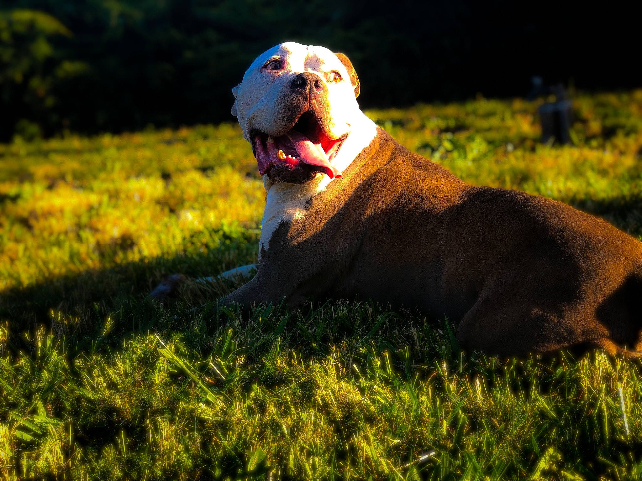 Achilles is registered to the contest to win money with this photo: american_bulldog, american_pit_bull_terrier, american_staffordshire_terrier, australian_bulldog, bulldog, canidae, carnivore, dog, dog_breed, fawn, grass, mammal, non_sporting_group, old_english_bulldog, olde_english_bulldogge, sky, snout, sporting_group, sunlight, vertebrate