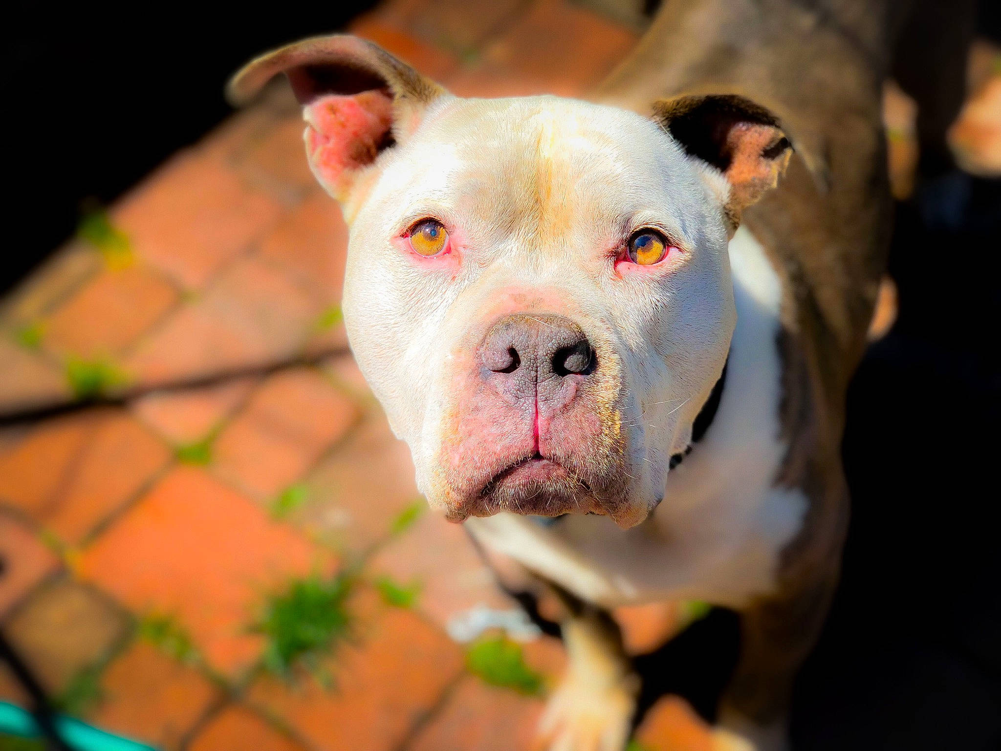 Achilles joined the competition — help win amazing prizes! american_bulldog, australian_bulldog, bulldog, canidae, carnivore, dog, dog_breed, fawn, mammal, non_sporting_group, nose, old_english_bulldog, olde_english_bulldogge, pit_bull, puppy, rare_breed_dog, snout, valley_bulldog, vertebrate, white_english_bulldog