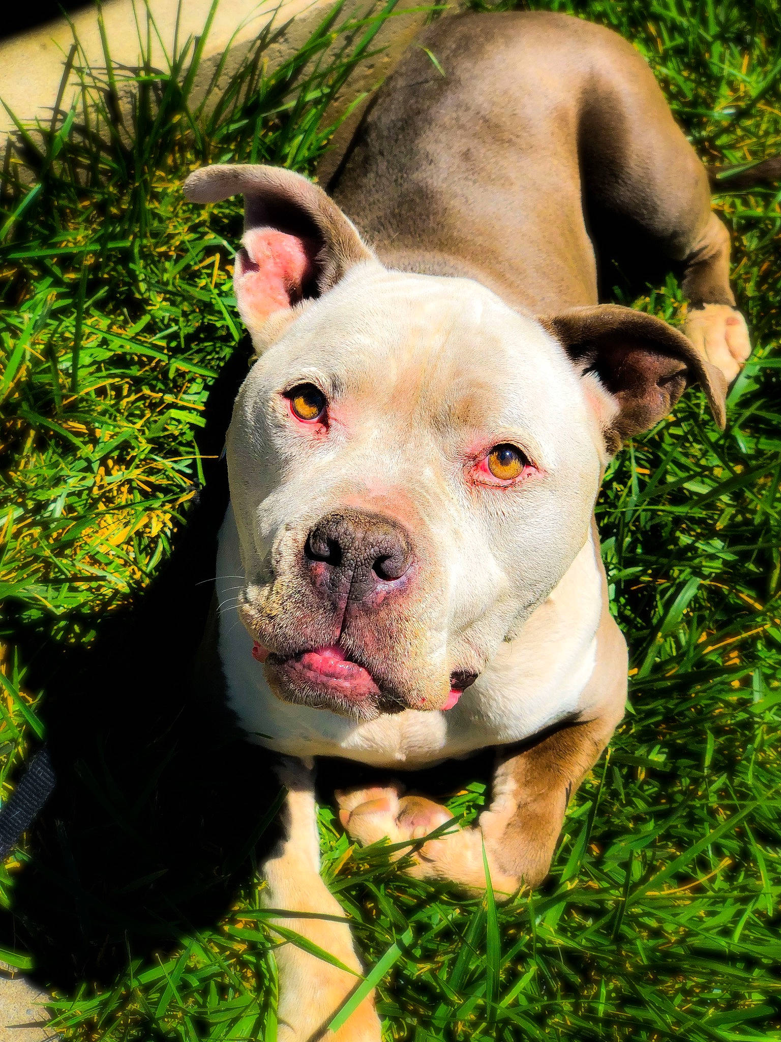 Achilles joined the competition — help win amazing prizes! american_bulldog, australian_bulldog, bulldog, canidae, carnivore, dog, dog_breed, dorset_olde_tyme_bulldogge, grass, mammal, non_sporting_group, nose, old_english_bulldog, olde_english_bulldogge, pit_bull, snout, toy_bulldog, valley_bulldog, vertebrate, white_english_bulldog