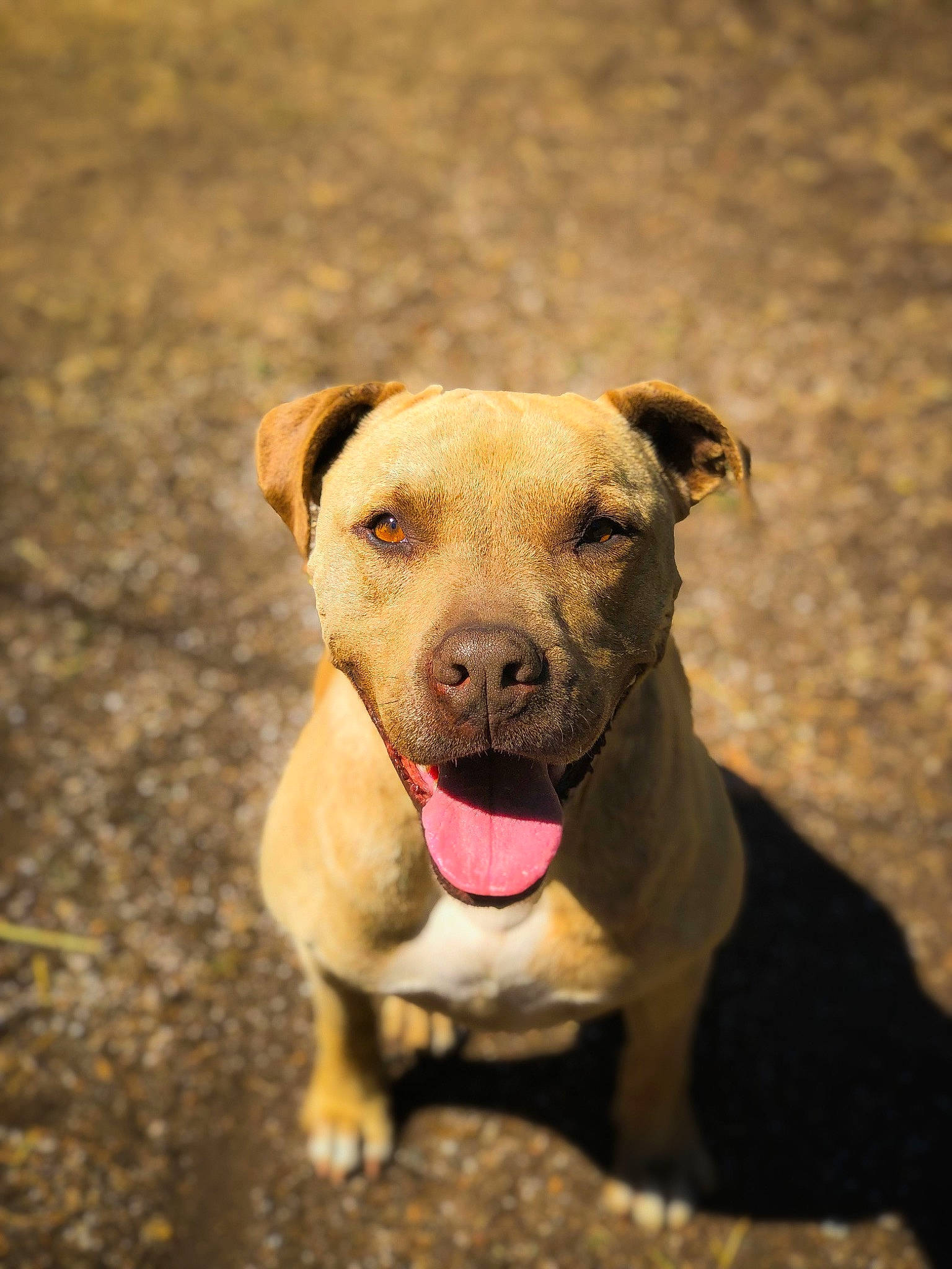 Robin joined the competition — help win amazing prizes! american_pit_bull_terrier, american_staffordshire_terrier, canidae, carnivore, dog, dog_breed, fawn, mammal, non_sporting_group, nose, pit_bull, potcake_dog, puppy, snout, sporting_group, vertebrate, whiskers