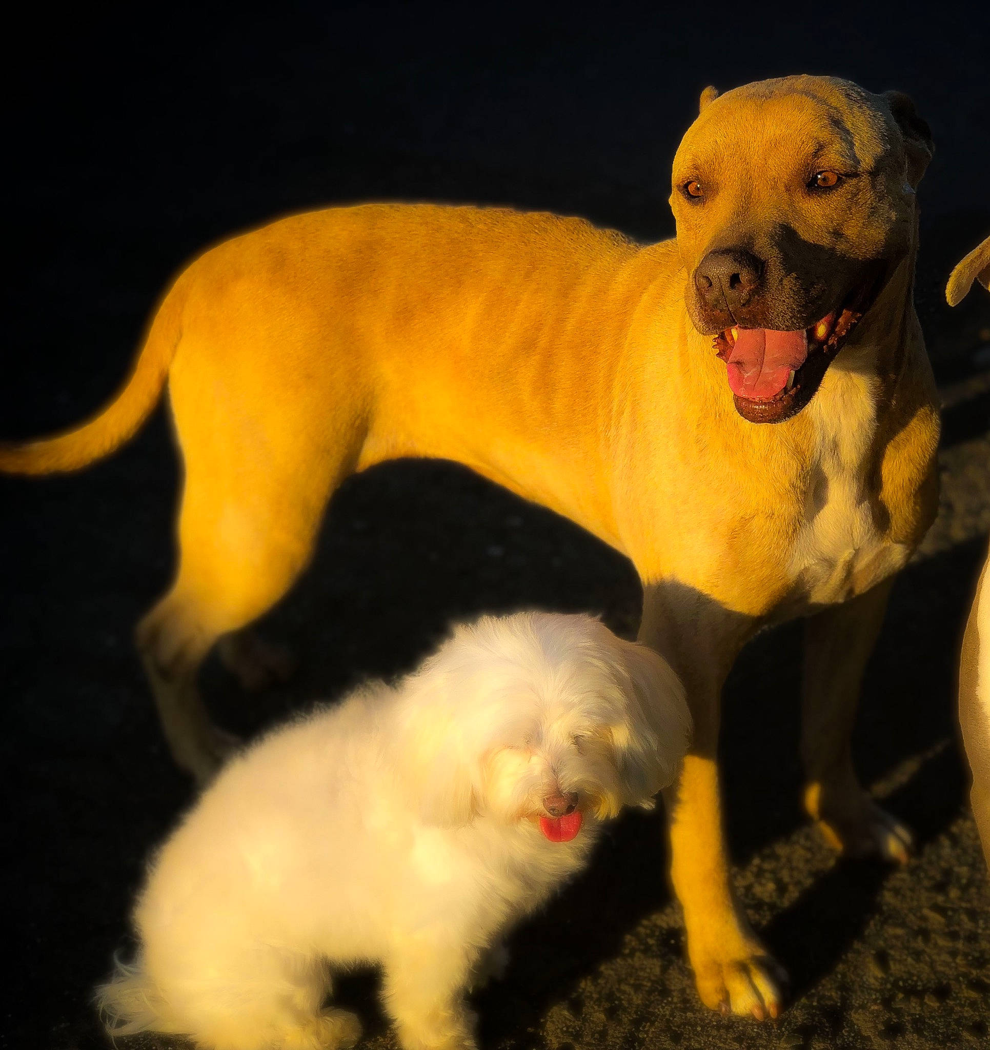Robin joined the competition — help win amazing prizes! american_bulldog, american_pit_bull_terrier, canidae, carnivore, companion_dog, dog, dog_breed, dogo_argentino, fawn, guard_dog, mammal, non_sporting_group, pit_bull, puppy, puppy_love, rare_breed_dog, snout, sporting_group, tail, vertebrate