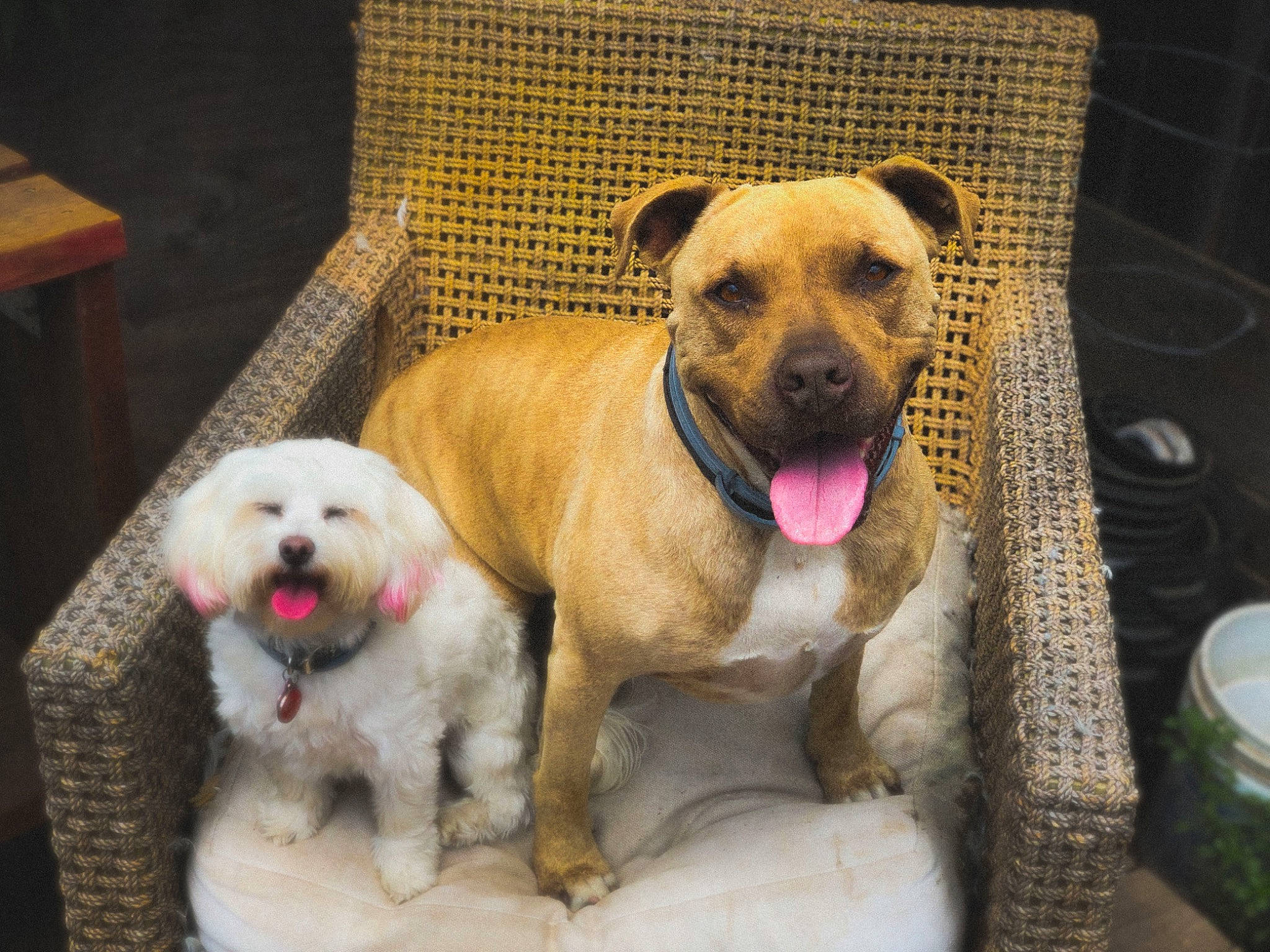 Robin is registered to the contest to win money with this photo: american_bulldog, american_pit_bull_terrier, boerboel, canidae, carnivore, companion_dog, dog, dog_breed, fawn, mammal, non_sporting_group, perro_de_presa_canario, perro_de_presa_mallorquin, pit_bull, puppy, puppy_love, rare_breed_dog, snout, sporting_group, vertebrate