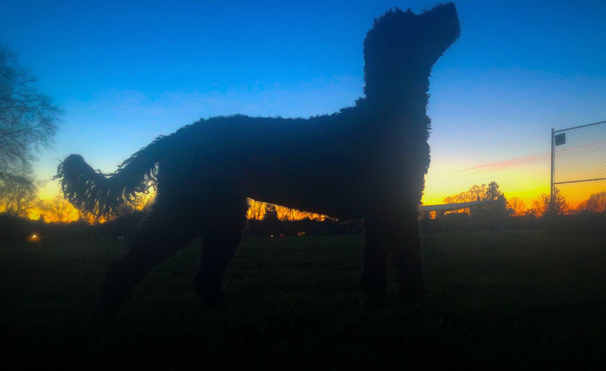 Cora is registered to the contest to win money with this photo: atmosphere, atmospheric_phenomenon, branch, cloud, dawn, evening, hill, horizon, landscape, morning, mountain, photography, plant, silhouette, sky, sunlight, sunrise, sunset, tree, wildlife