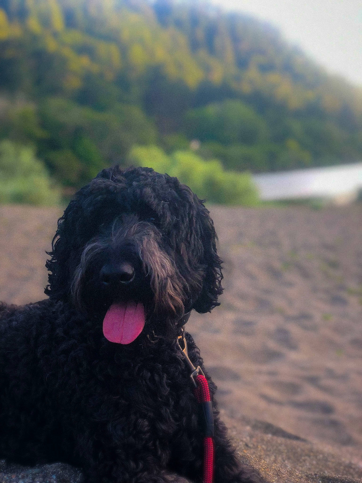 Cora joined the competition — help win amazing prizes! barbet, black_russian_terrier, bouvier_des_flandres, canidae, cao_da_serra_de_aires, carnivore, cockapoo, dog, dog_breed, labradoodle, mammal, portuguese_water_dog, spanish_water_dog, sporting_group, terrier, vertebrate