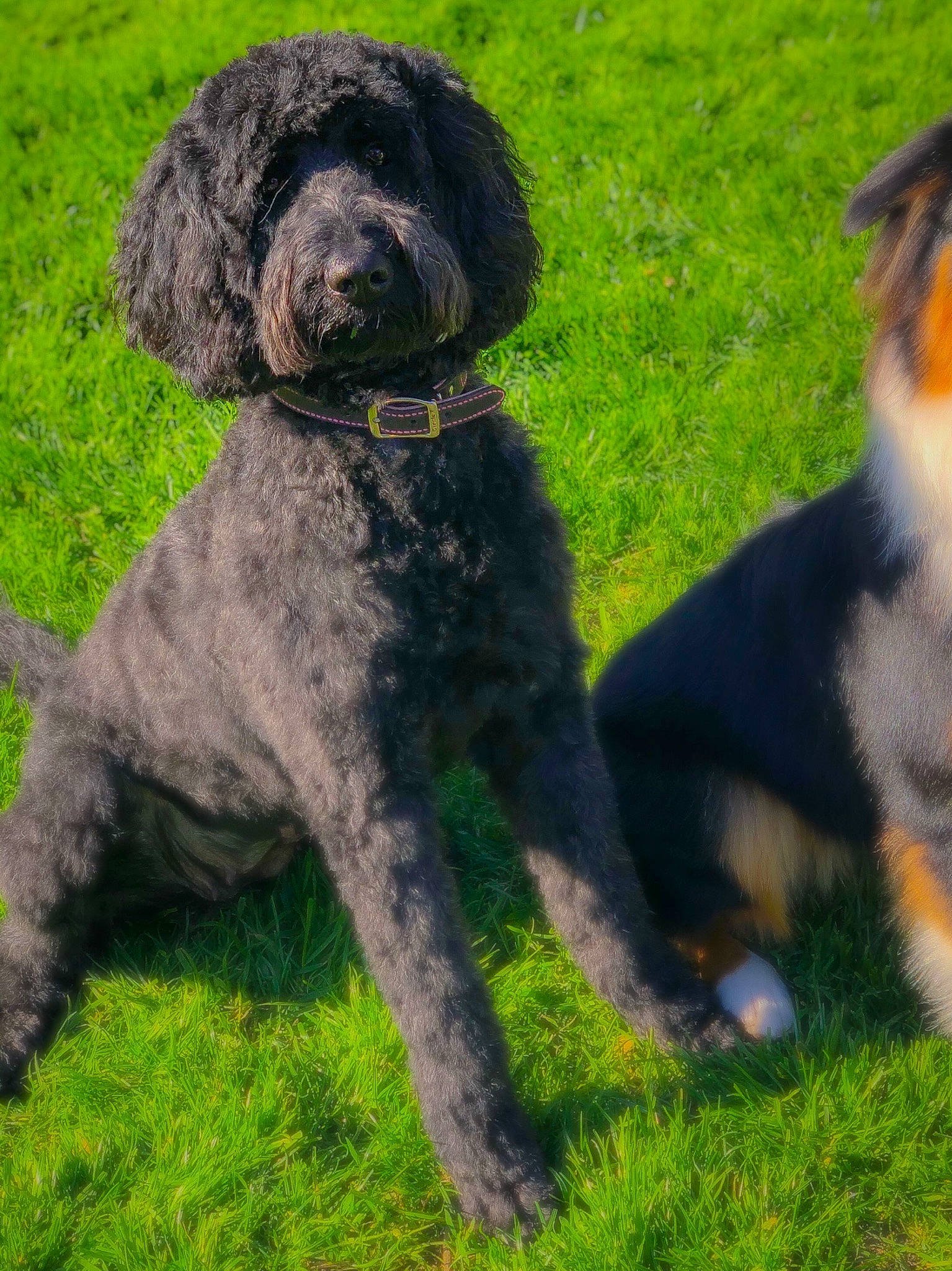 Cora joined the competition — help win amazing prizes! barbet, canidae, carnivore, companion_dog, dog, dog_breed, goldendoodle, hunting_dog, labradoodle, lagotto_romagnolo, mammal, poodle_crossbreed, portuguese_water_dog, puppy, rare_breed_dog, schnoodle, spanish_water_dog, sporting_group, terrier, vertebrate