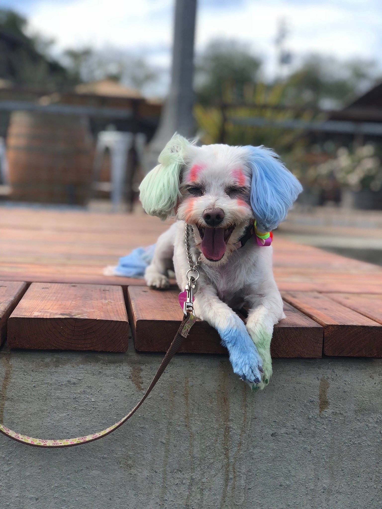 Roxanne is registered to the contest to win money with this photo: canidae, carnivore, companion_dog, dog, dog_breed, leash, lhasa_apso, mammal, non_sporting_group, poodle_crossbreed, puppy, rare_breed_dog, snout, sporting_group, toy_dog