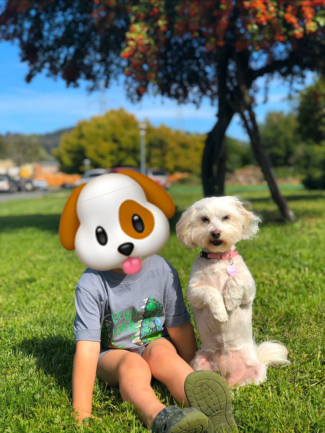 Roxanne joined the competition — help win amazing prizes! bichon_frise, canidae, carnivore, cavachon, companion_dog, dog, dog_breed, dog_supply, grass, non_sporting_group, plush, puppy, puppy_love, sporting_group, stuffed_toy, toy, toy_dog, toy_poodle