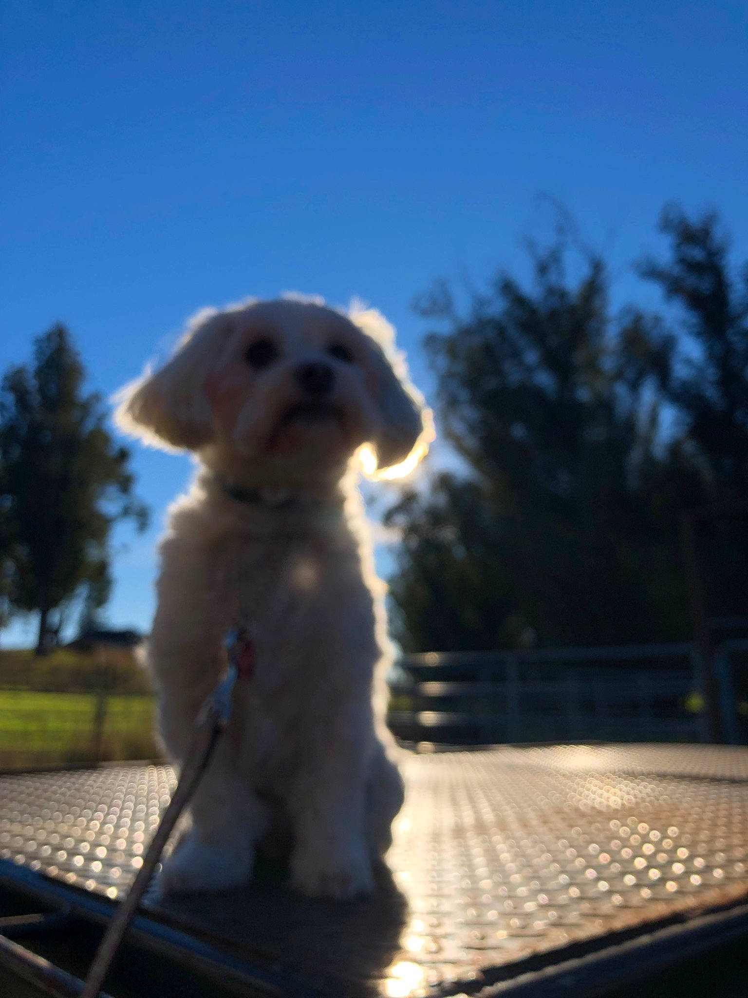 Roxanne is registered to the contest to win money with this photo: canidae, carnivore, companion_dog, dog, dog_breed, fur, mammal, non_sporting_group, photography, puppy, rare_breed_dog, sealyham_terrier, sky, snout, sporting_group