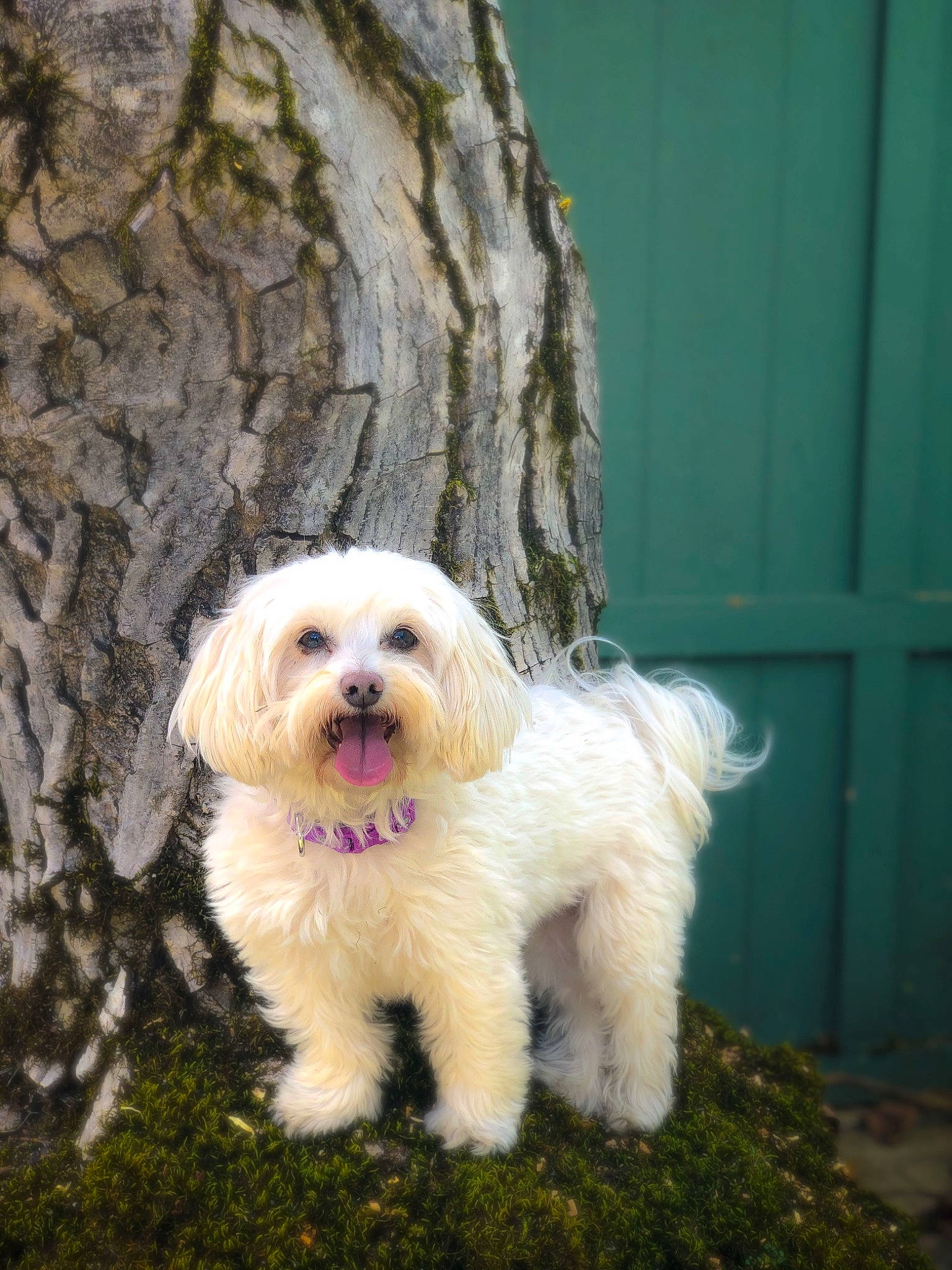 Roxanne joined the competition — help win amazing prizes! canidae, carnivore, dog, dog_breed, havanese, kyi_leo, lhasa_apso, lowchen, maltese, mammal, non_sporting_group, polish_lowland_sheepdog, puppy, rare_breed_dog, sapsali, sporting_group, terrier, tibetan_terrier, toy_dog, vertebrate