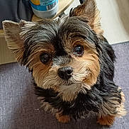Joy participe au concours pour gagner de l'argent avec cette photo : dog, pet, cute, fluffy, close_up, indoor, fur, brown, black, small_dog, looking_up, animal, companion, canine, adorable, portrait, face, ears, whiskers, curious