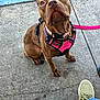 Stevie Licks is registered to the contest to win money with this photo: dog, brown_dog, pink_harness, leash, sidewalk, curb, concrete, looking_up, pet, outdoor, canine, street, casual_shoes, jeans, paw, sitting, daylight, closeup, animal, companion