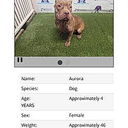 Stevie Licks joined the competition — help win amazing prizes! dog, animal, kennel, artificial_grass, red_dog, pet, sitting, calm, leash, indoor, adoption, background_logo, fence, portrait, canine, female_dog, four_years_old, weight_46_pounds, spayed, orange_county_animal_services