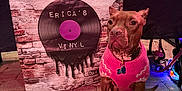 Stevie Licks is registered to the contest to win money with this photo: dog, brown_dog, pink_sweater, vinyl_record, banner, brick_wall_pattern, pavement, crate, string_lights, leash, collar, tag, outdoor, pet, seated, decor, colorful_lights, event, merchandise, display