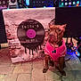 dog, brown_dog, pink_sweater, vinyl_record, banner, brick_wall_pattern, pavement, crate, string_lights, leash, collar, tag, outdoor, pet, seated, decor, colorful_lights, event, merchandise, display