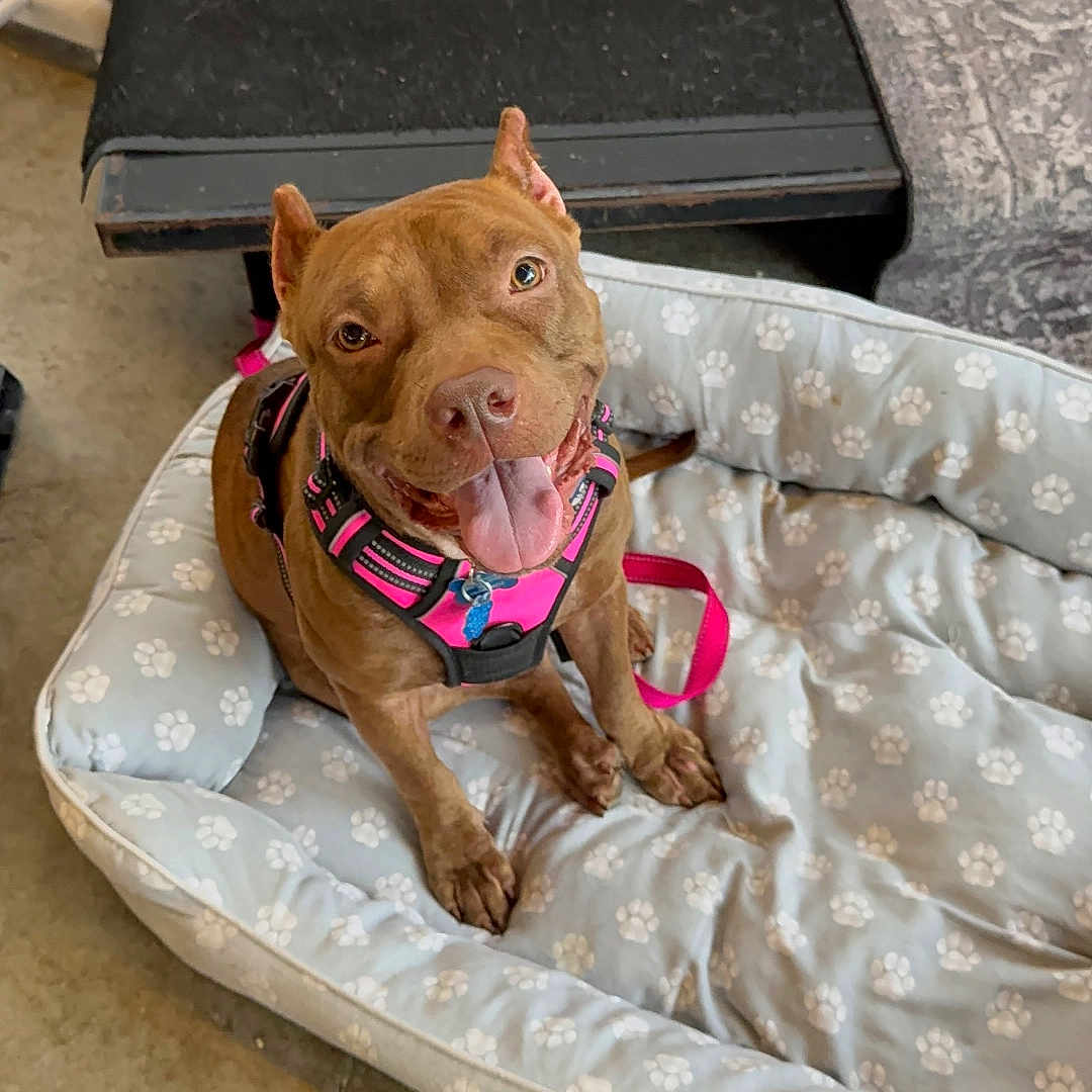 Stevie Licks joined the competition — help win amazing prizes! brown_dog, canine, carpet, cute, dog, dog_bed, floor, furniture, happy, indoor, leash, paw_print_pattern, pet, pet_treats, pink_harness, playful, resting, smiling, tongue_out, water_bottle