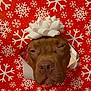 animal, bow, brown_dog, christmas, close_up, cute, dog, expression, face, festive, hole, holiday, indoors, nose, peek, pet, portrait, sleepy, snowflake_pattern, wrapping_paper