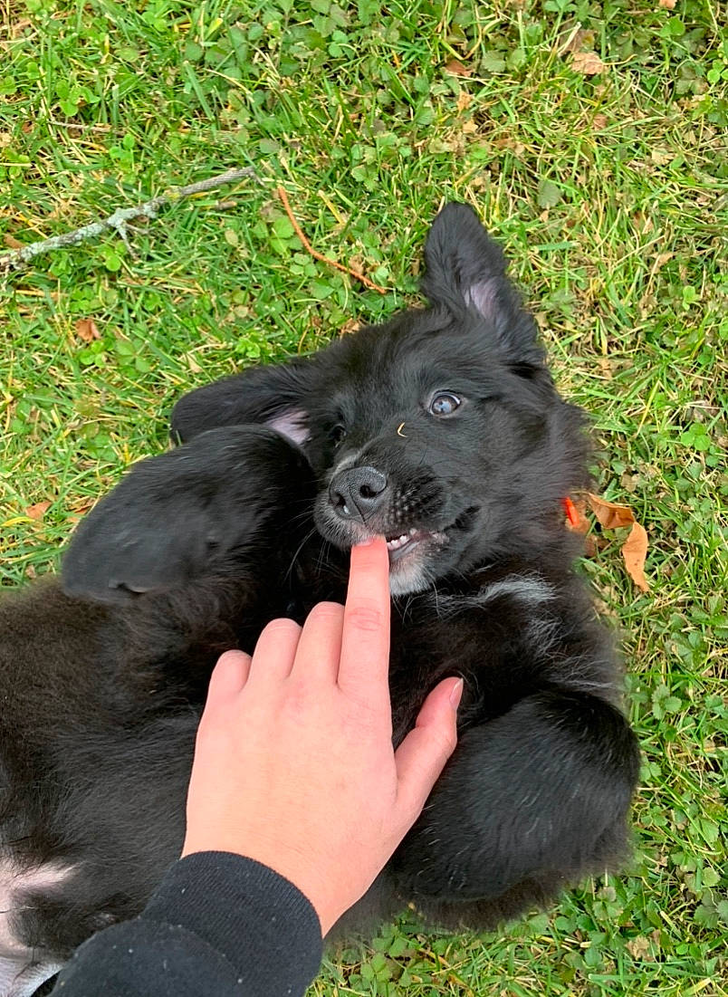 Apollo is registered to the contest to win money with this photo: belgian_shepherd, black_norwegian_elkhound, canidae, carnivore, dog, dog_breed, grass, groenendael, mammal, mudi, schipperke, sporting_group, swedish_lapphund, vertebrate