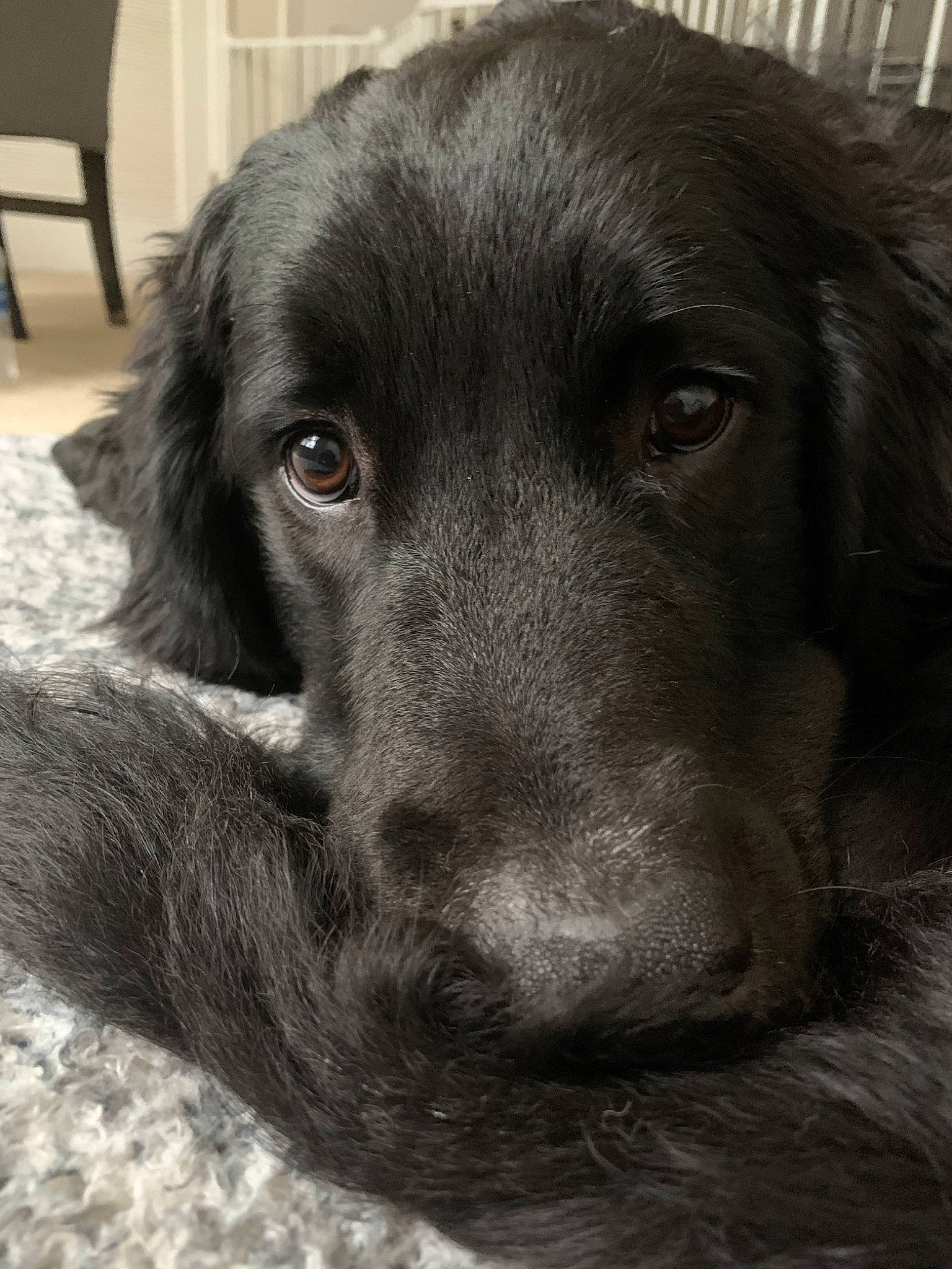 Apollo joined the competition — help win amazing prizes! beagador, blue_picardy_spaniel, borador, canidae, carnivore, dog, dog_breed, flat_coated_retriever, german_longhaired_pointer, hovawart, hunting_dog, labrador_retriever, large_munsterlander, mammal, picardy_spaniel, rare_breed_dog, retriever, snout, sporting_group, vertebrate