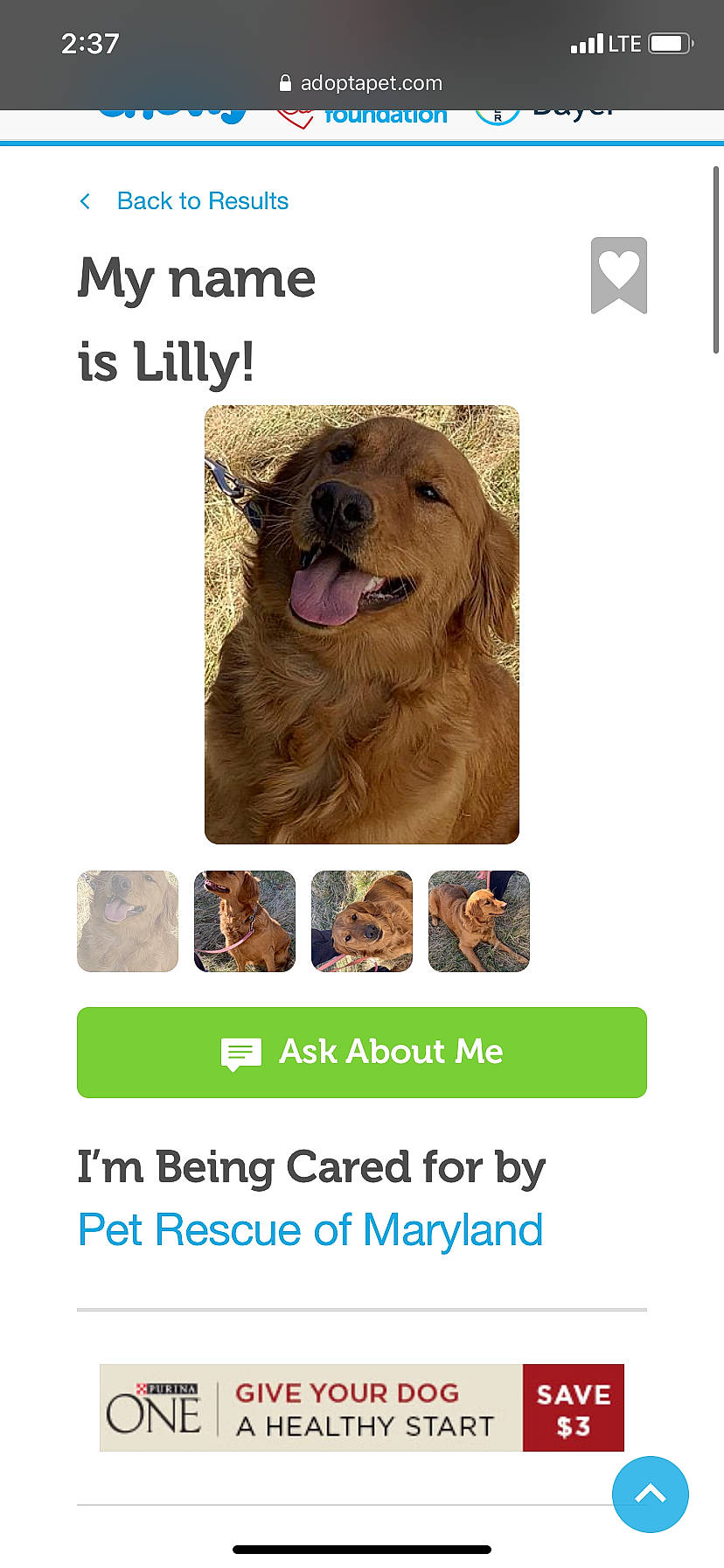 Apollo is registered to the contest to win money with this photo: canidae, carnivore, companion_dog, dog, dog_breed, golden_retriever, hovawart, photo_caption, photography, puppy, retriever, snout, sporting_group