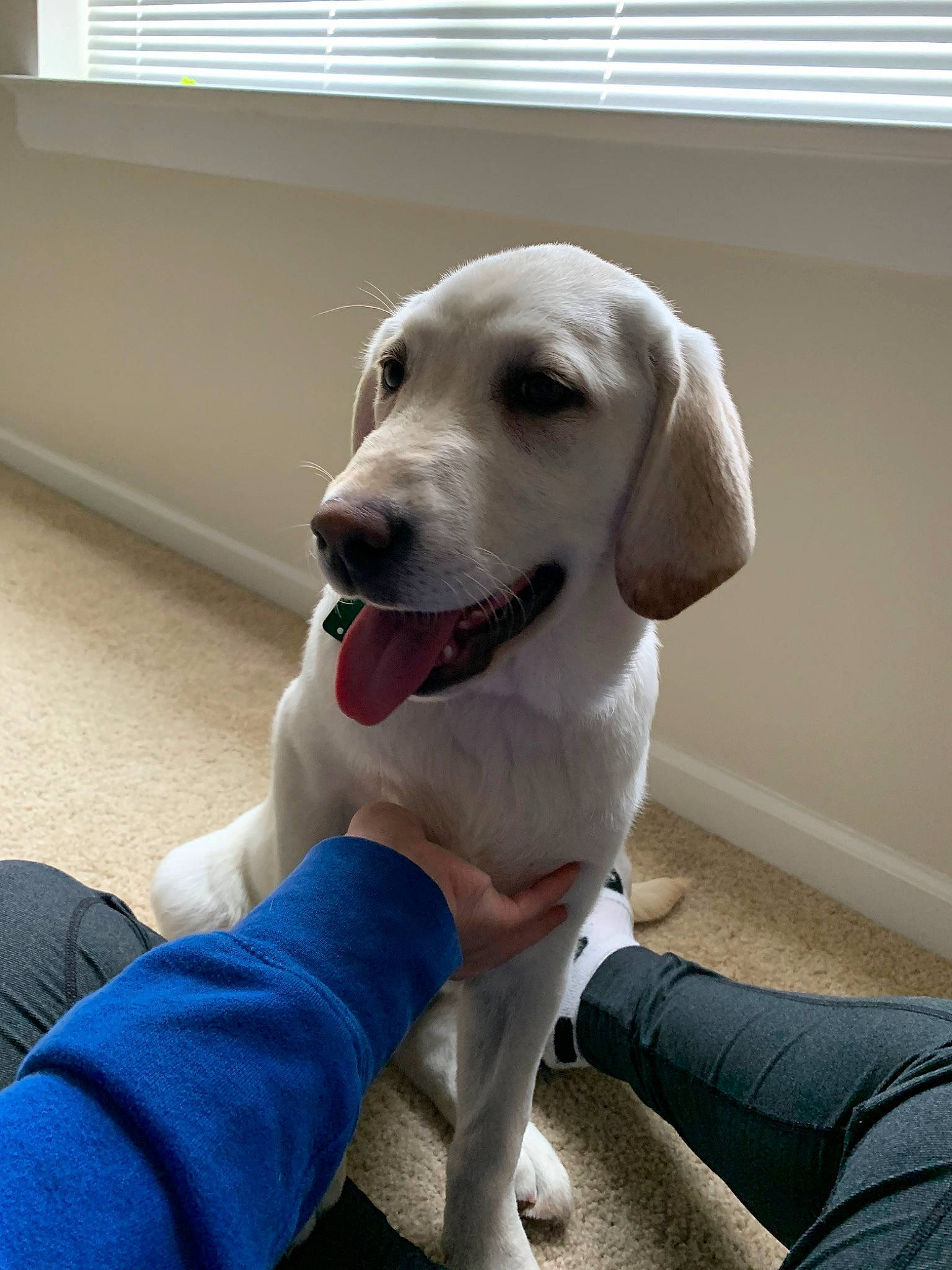 Rhea joined the competition — help win amazing prizes! beagador, canidae, carnivore, companion_dog, dog, dog_breed, fawn, labrador_retriever, mammal, puppy, rare_breed_dog, retriever, snout, sporting_group, tail, vertebrate