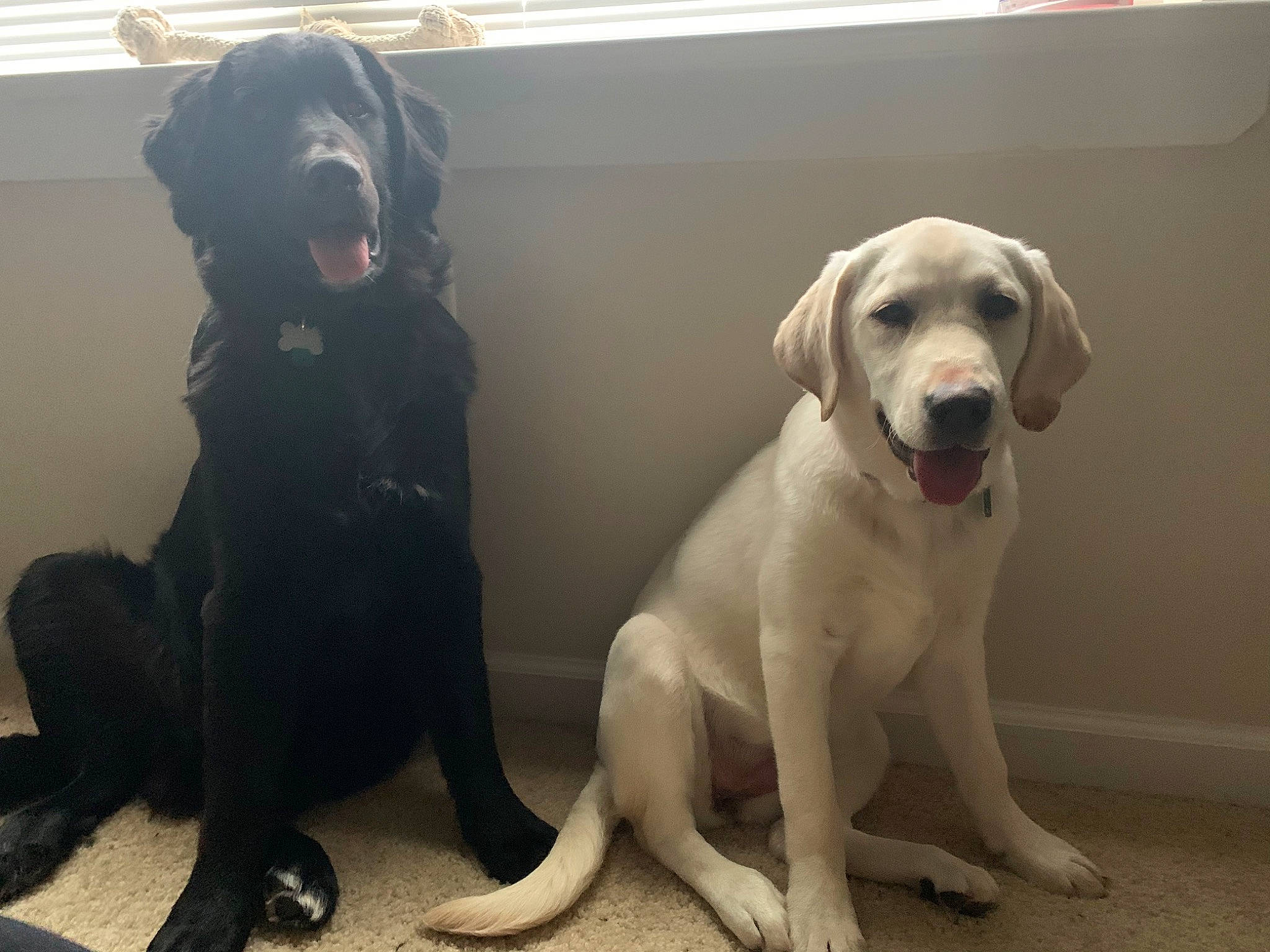 Rhea joined the competition — help win amazing prizes! beagador, canidae, carnivore, companion_dog, dog, dog_breed, fawn, hunting_dog, labrador_retriever, mammal, nose, pointing_breed, puppy, retriever, sitting, snout, sporting_group, tail, vertebrate