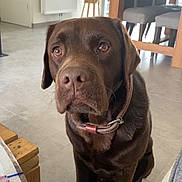 Ulk a rejoint le concours — aidez-le/la à gagner de superbes lots ! dog, labrador, chocolate, pet, indoor, floor, collar, animal, brown, sitting, looking, eyes, table, chair, plant, wood, tile_floor, furniture, home, cute