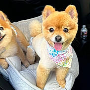 Ginger joined the competition — help win amazing prizes! dog, pomeranian, pet_bed, bandana, car_interior, tongue_out, fluffy, cute, happy, animal, companion, indoor, smiling, two_dogs, furry, small_dog, seat, water_bottle, friendship, pets