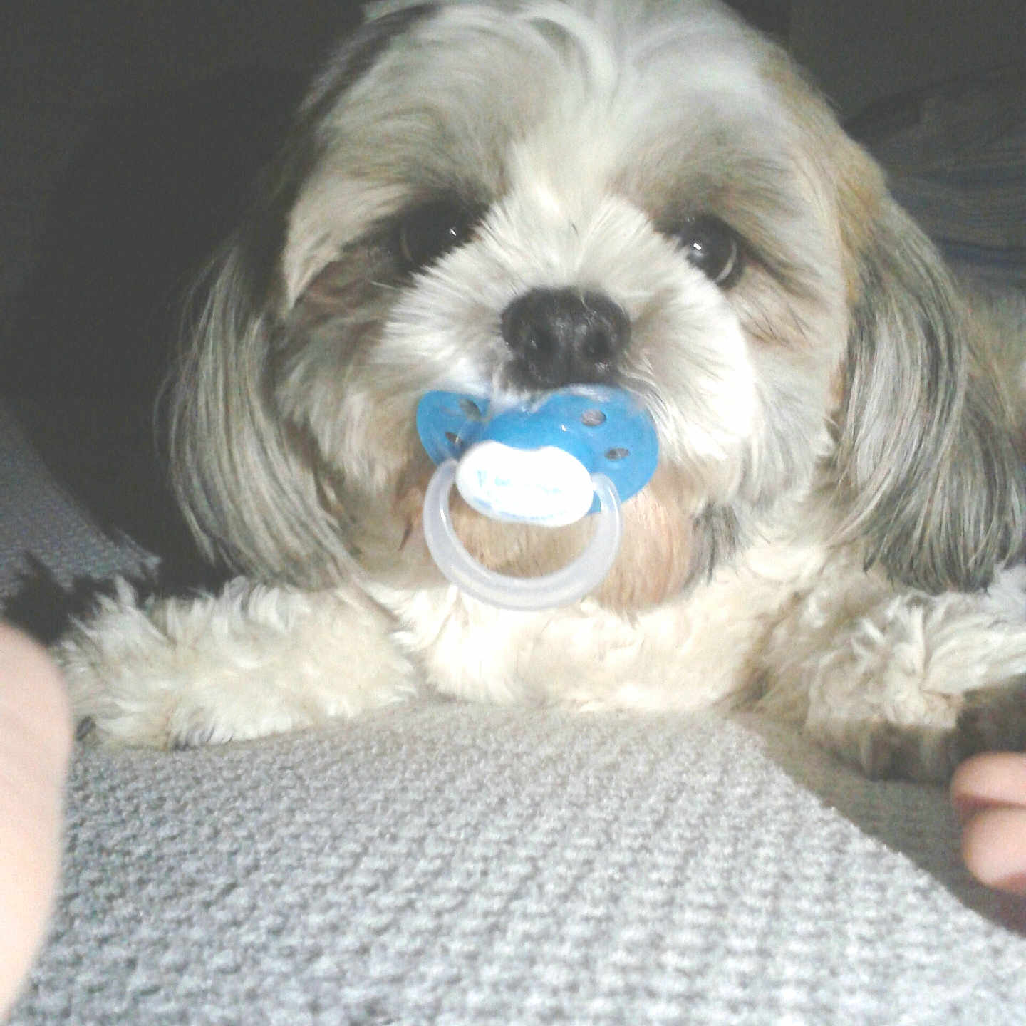 Figaro a rejoint le concours — aidez-le/la à gagner de superbes lots ! affenpinscher, animal, canine, couch, cushion, dog, face, furniture, head, homedecor, person, pet, photography, poodle, portrait, puppy, sleeping, terrier, toy, whitedog