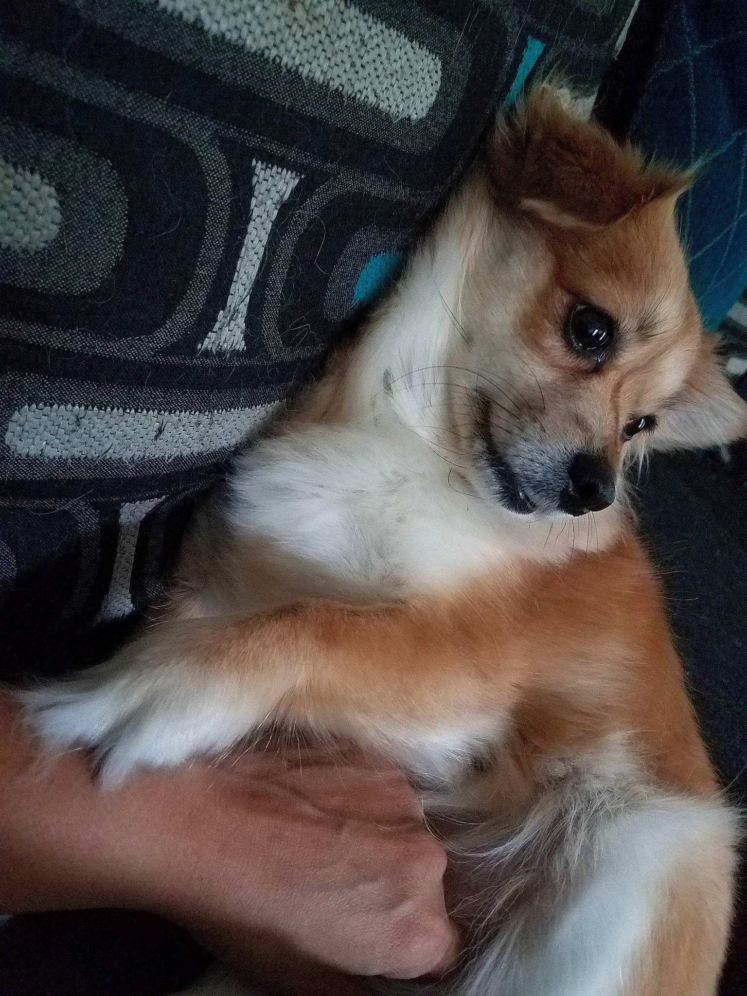 Sparkle is registered to the contest to win money with this photo: canidae, carnivore, companion_dog, dog, dog_breed, fawn, mammal, non_sporting_group, norwegian_lundehund, pomeranian, puppy, rare_breed_dog, snout, vertebrate, whiskers