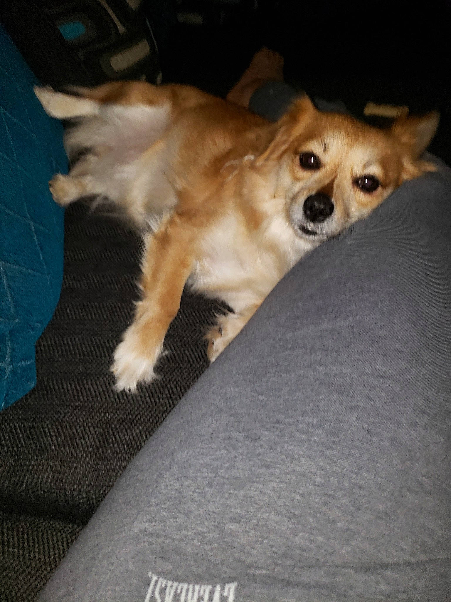 Sparkle is registered to the contest to win money with this photo: canidae, carnivore, chihuahua, companion_dog, corgi_chihuahua, dog, dog_breed, fawn, mammal, non_sporting_group, pembroke_welsh_corgi, pomeranian, puppy, small_greek_domestic_dog, sporting_group, toy_dog