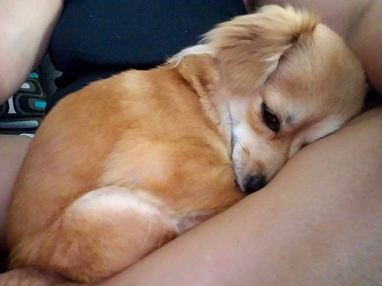 Sparkle joined the competition — help win amazing prizes! canidae, carnivore, companion_dog, dog, dog_breed, fawn, fur, mammal, nap, puppy, puppy_love, retriever, snout, sporting_group, whiskers