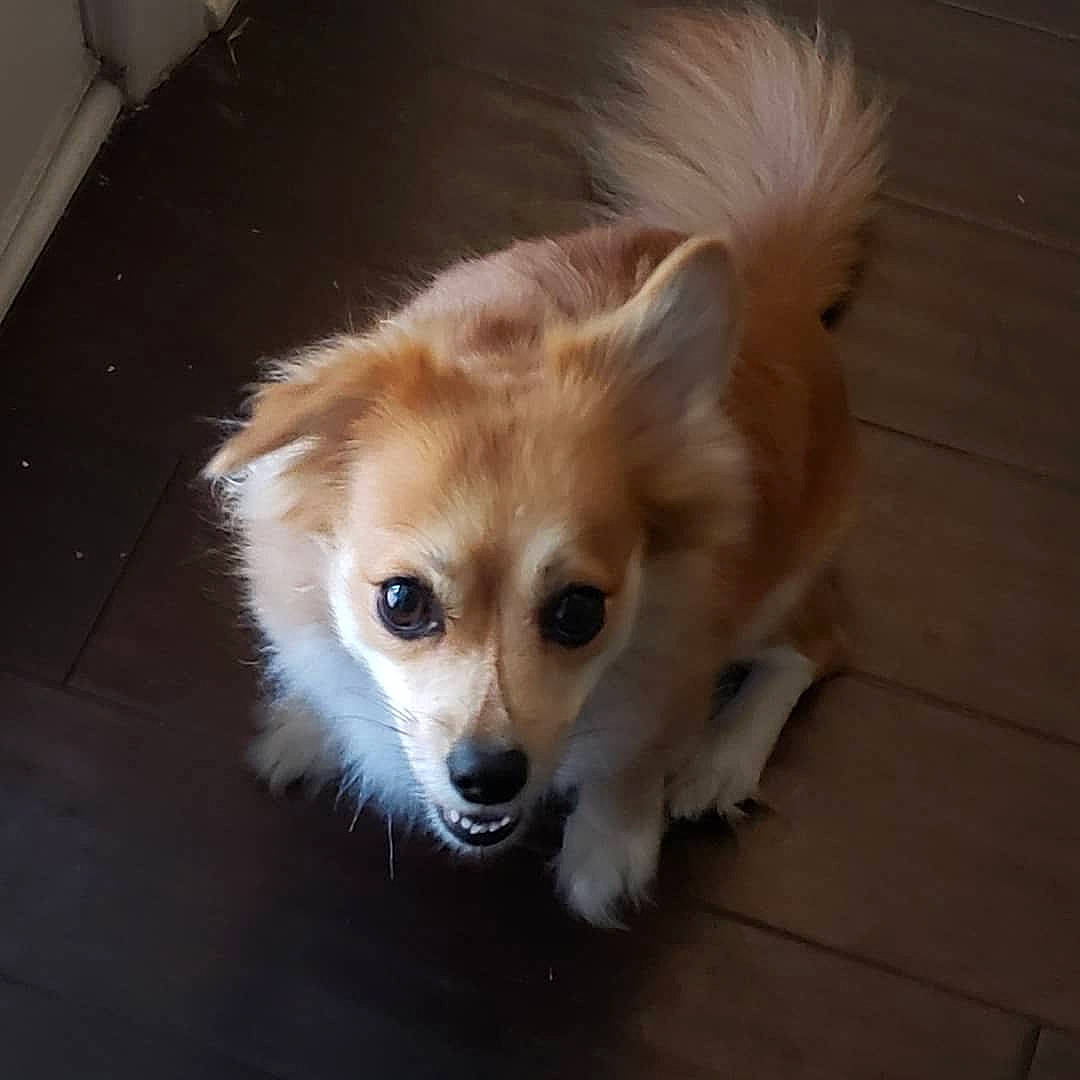 Sparkle joined the competition — help win amazing prizes! canidae, carnivore, companion_dog, dog, dog_breed, german_spitz, german_spitz_mittel, mammal, nose, pembroke_welsh_corgi, pomeranian, puppy, rare_breed_dog, skin, snout, spitz, sporting_group, vertebrate, volpino_italiano, whiskers